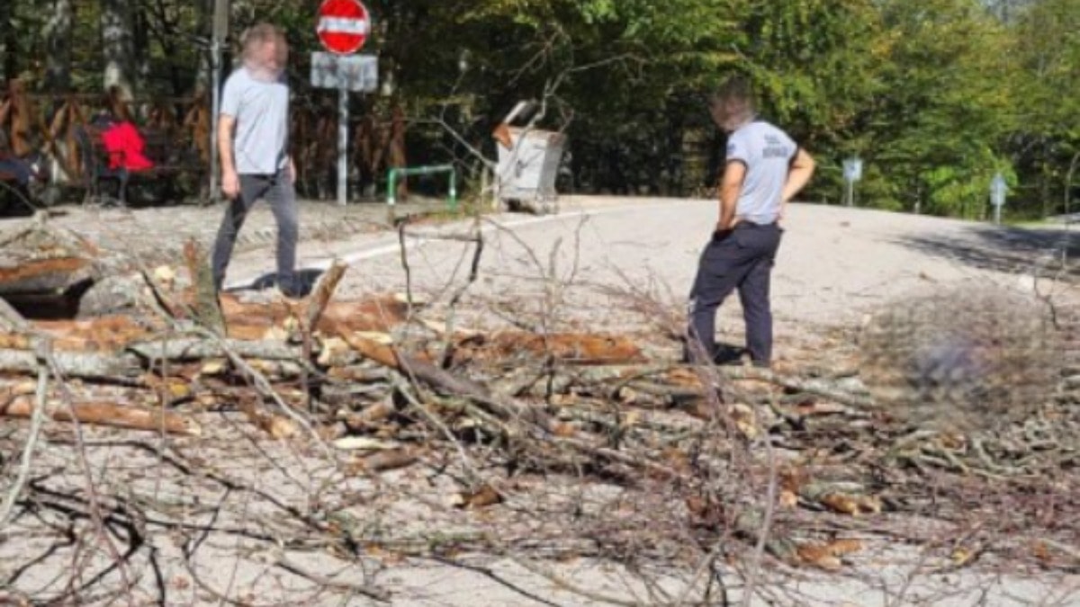 Bursa'da üzerine ağaç devrilen belediye işçisi yaşamını yitirdi