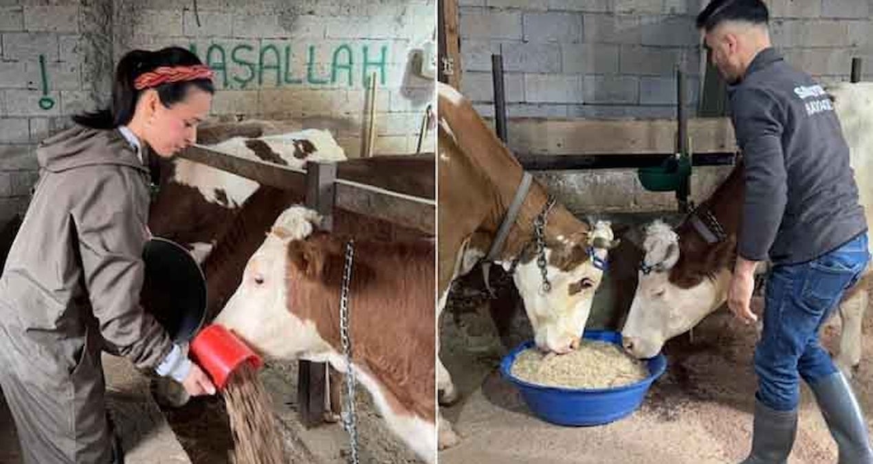 Şehirden köye kaçıp hayvancılığa atıldılar