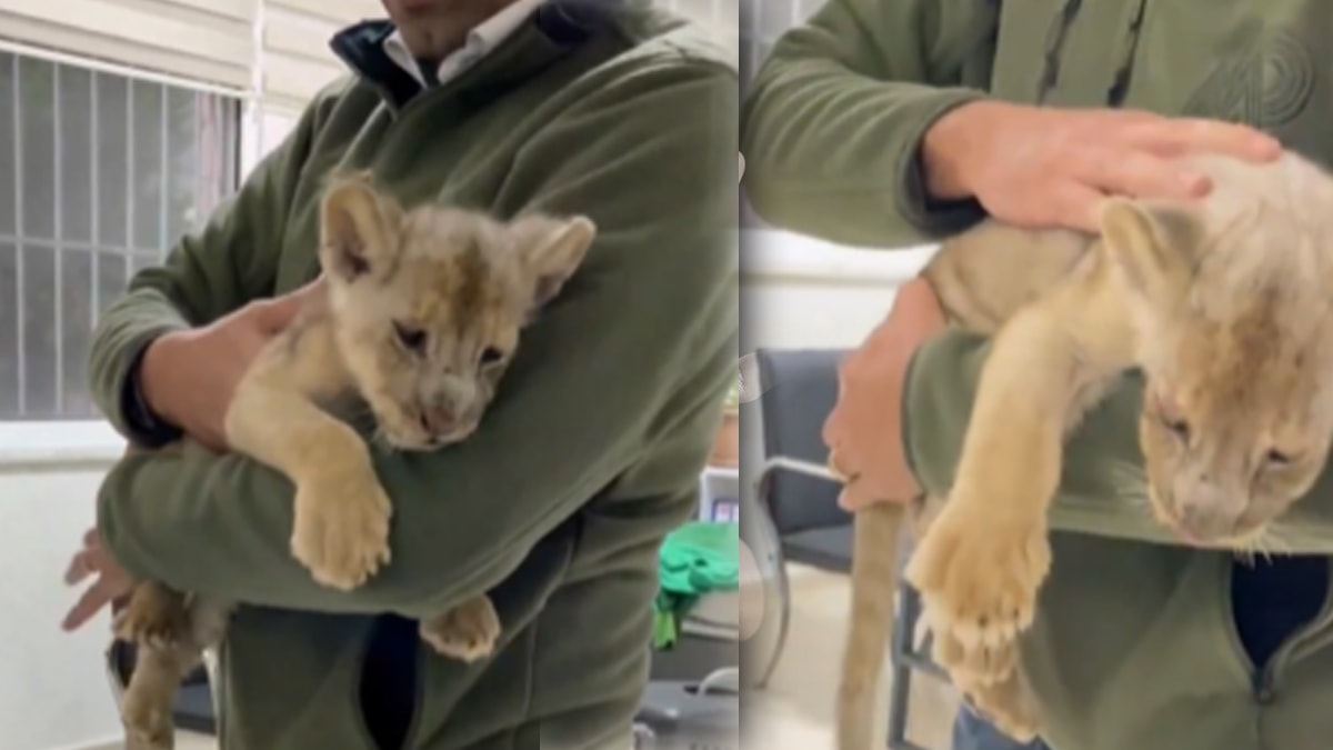 Afrika aslanı yavrusuna el konuldu