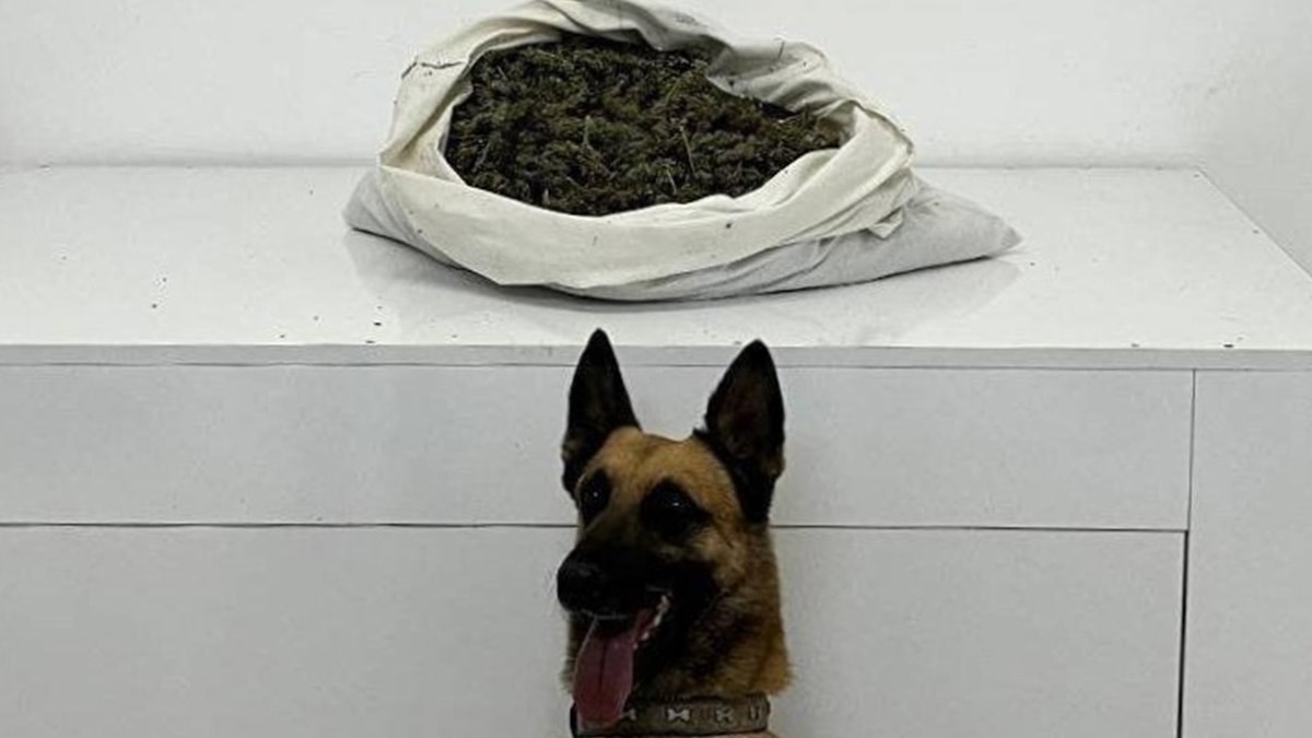 Bingöl’de uyuşturucu operasyonu: Gözaltına alınan 2 kişiden 1 tutuklandı 72 / 500