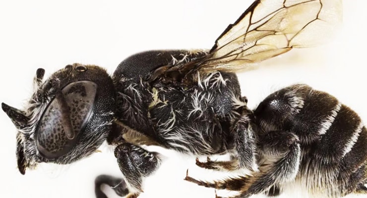 Boynuzlu arı keşfedildi