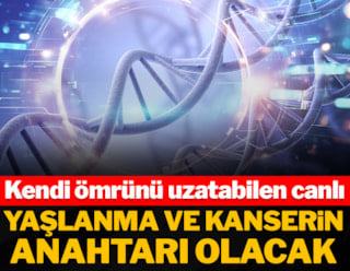 Живое существо, способное продлить свою жизнь, станет ключом к борьбе со старением и раком
