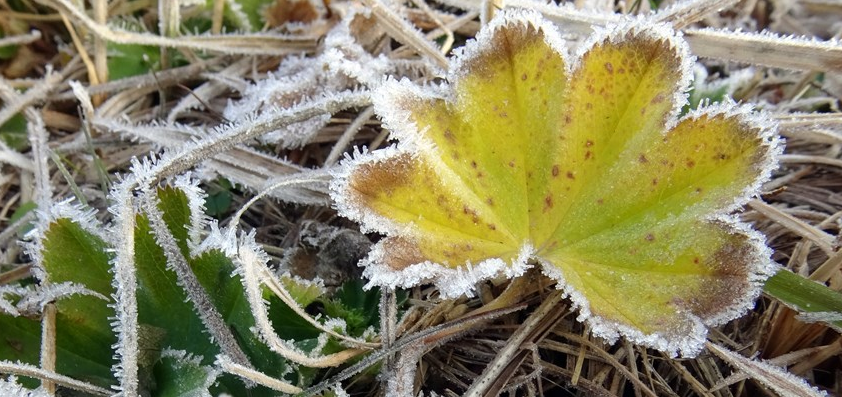 Sarıkamış kırağıyla kaplandı