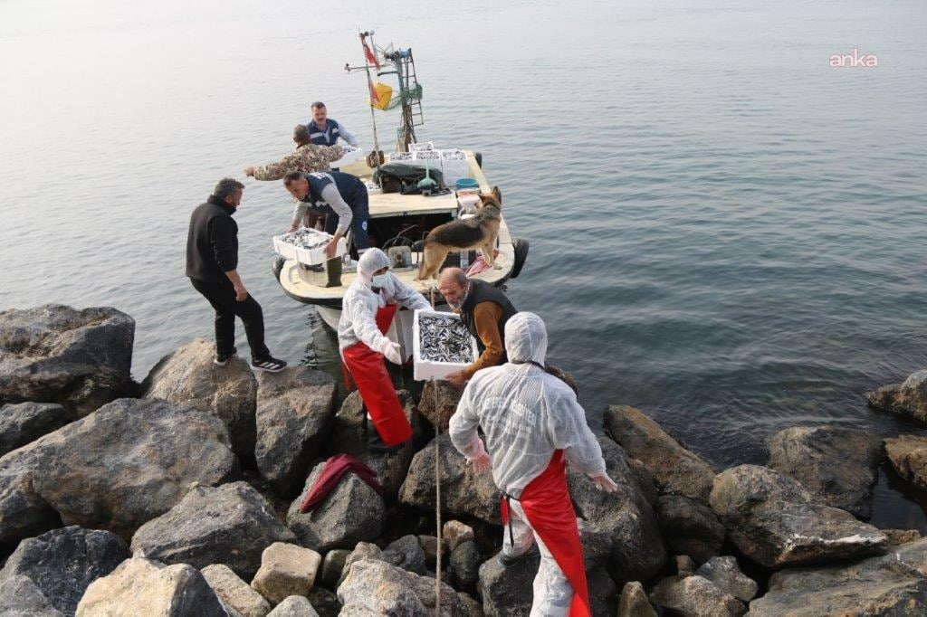 Festivalde dağıtılan hamsiler ve kalabalık