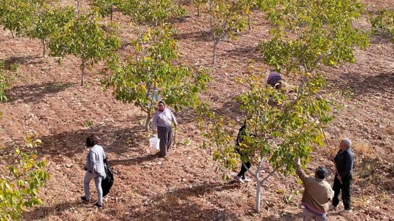 Küçücük bahçeden bile binlerce lira gelir elde ediliyor: Hasattan sonra tek bir detay tadını etkiliyor