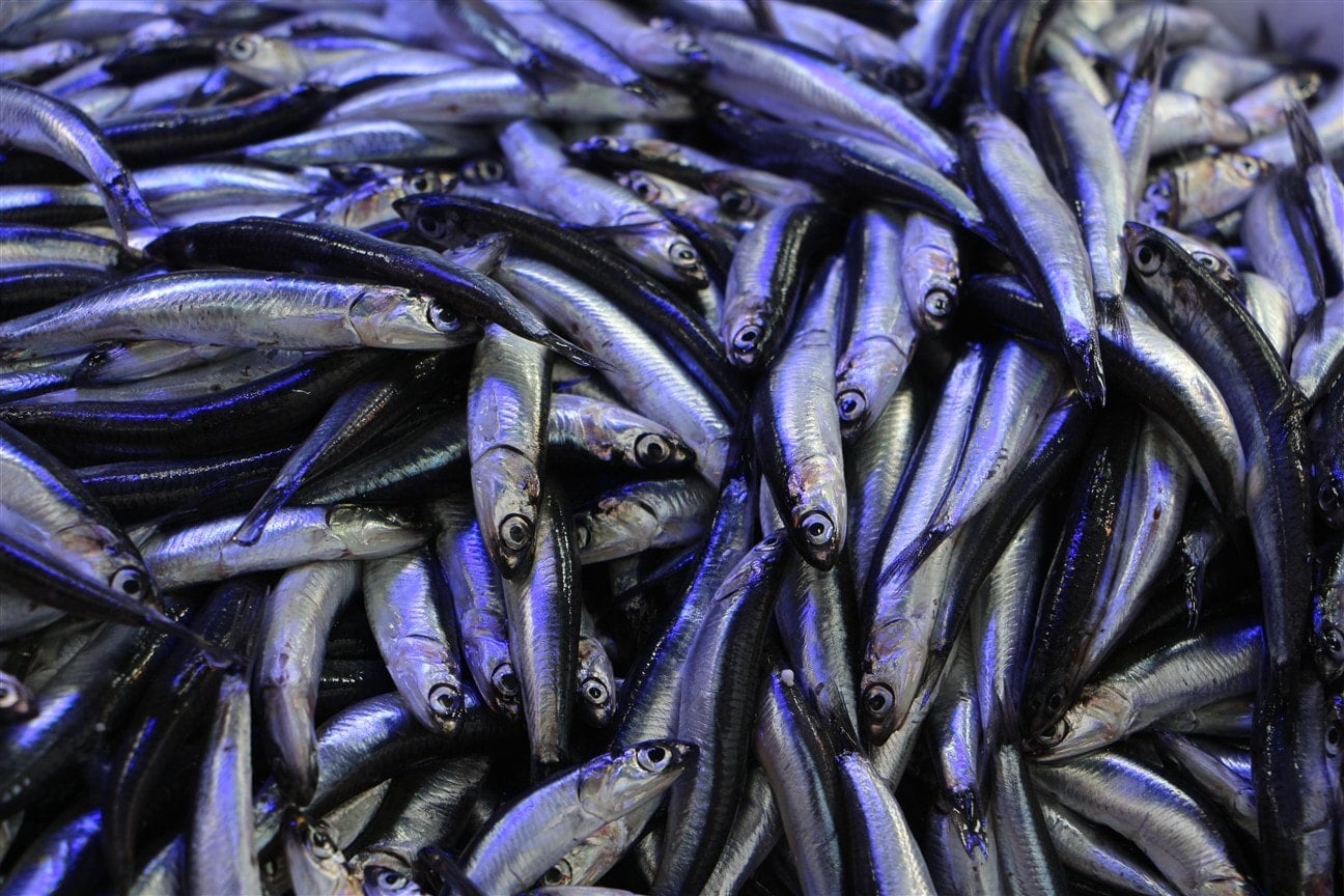 Kışın sofraların favori balığı ama yanlış pişirilirse zehre dönüşüyor