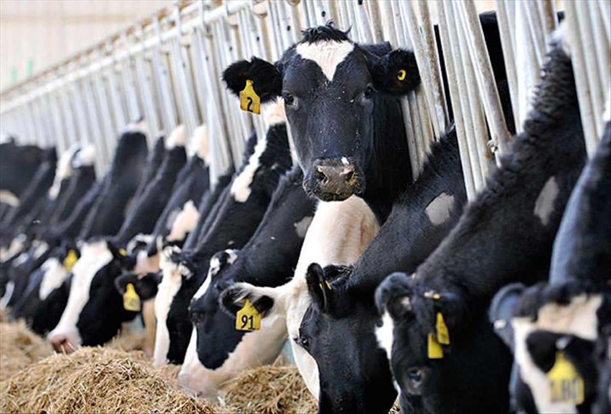 6 bin kişilik ilçede 1 ay süreyle karantina başladı!