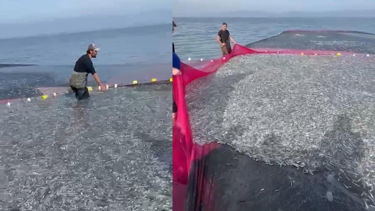 İznik Gölü'nde tek seferde 21 ton gümüş balığı yakalandı