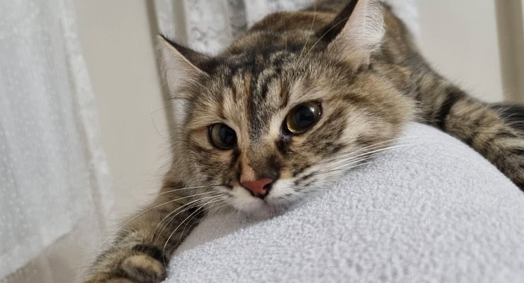 Kedi uçaktayken kayıplara karıştı