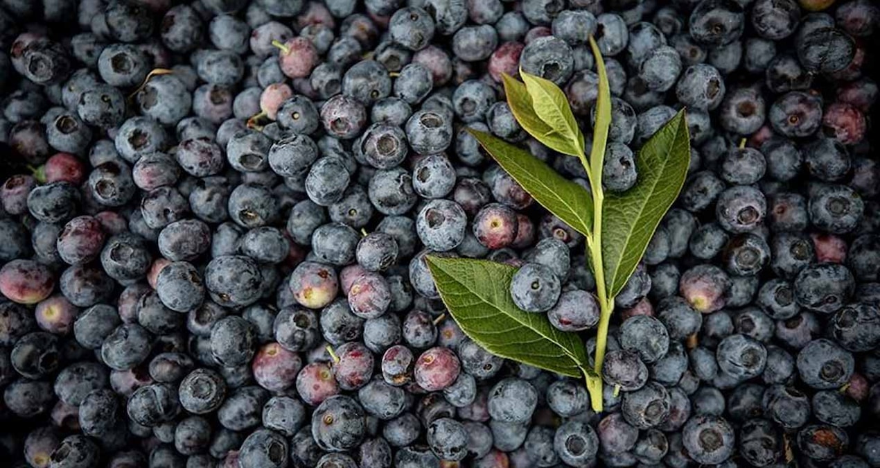 kojpg--m_oIVMRUU2QuoH3l3n8xw Test etmek istedi, 1 hafta boyunca yaban mersini yedi! 1 haftanın sonunda yaşadığı değişimi paylaştı: İnanılmaz