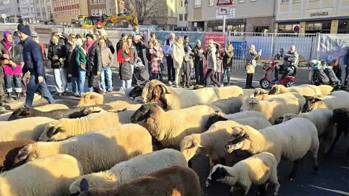 Almanya'da koyunlar şehre indi, binlerce kişi izledi