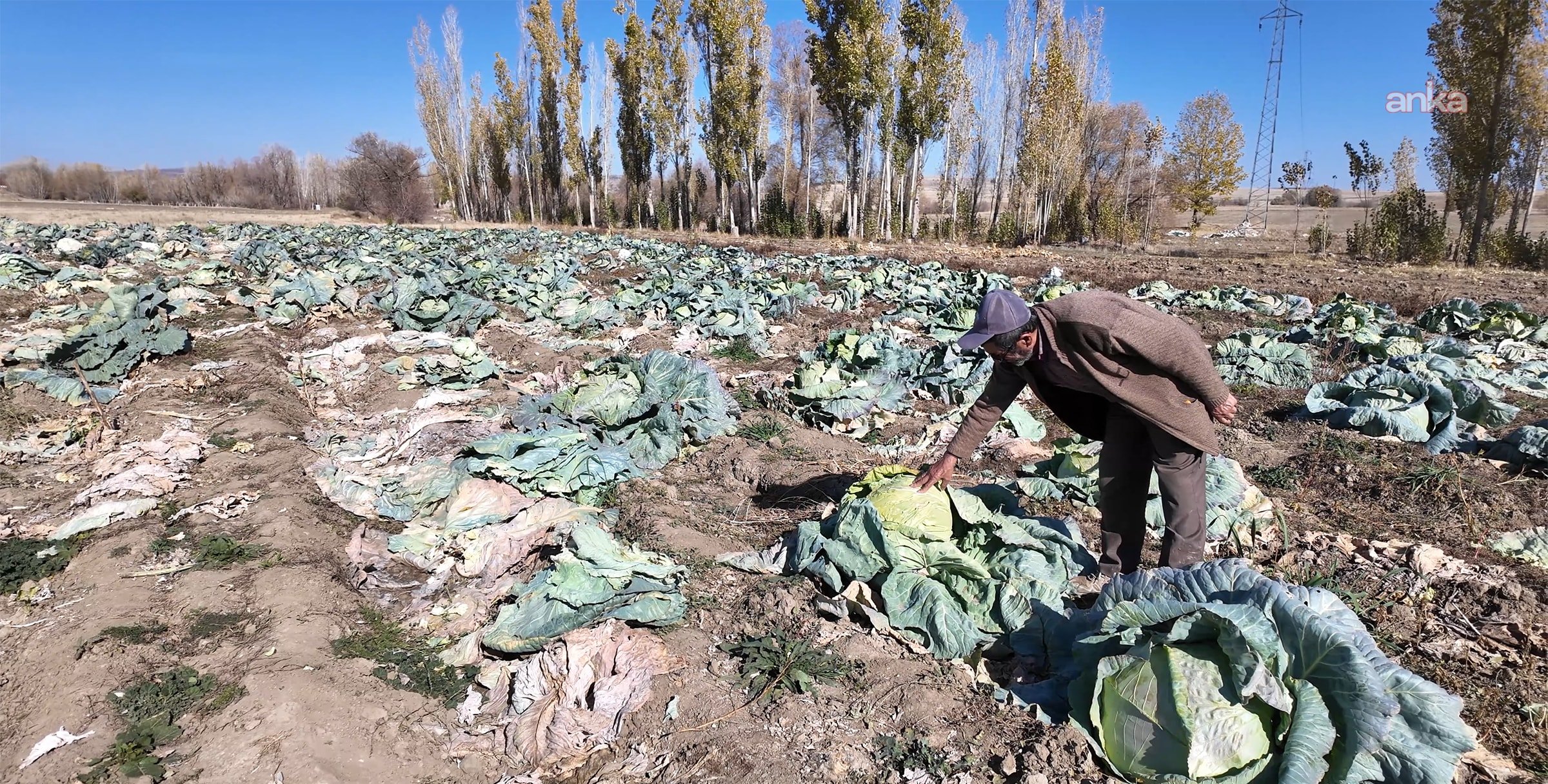 Tarlada hasat edilen büyükbaş lahana