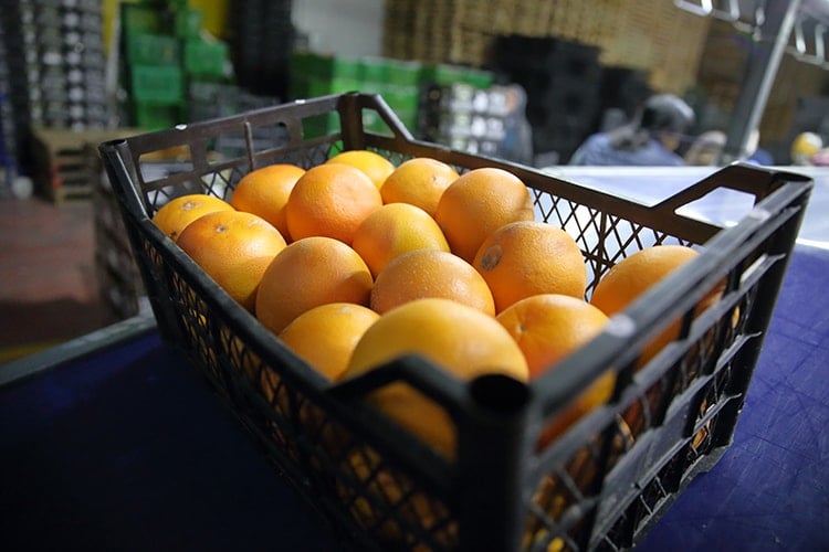 Meyve paketleme hattı