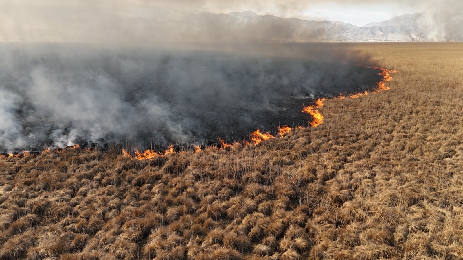 4 gün boyunca alev alev yandı! Nehil Sazlığı'ndaki yangın kontrol altına alındı