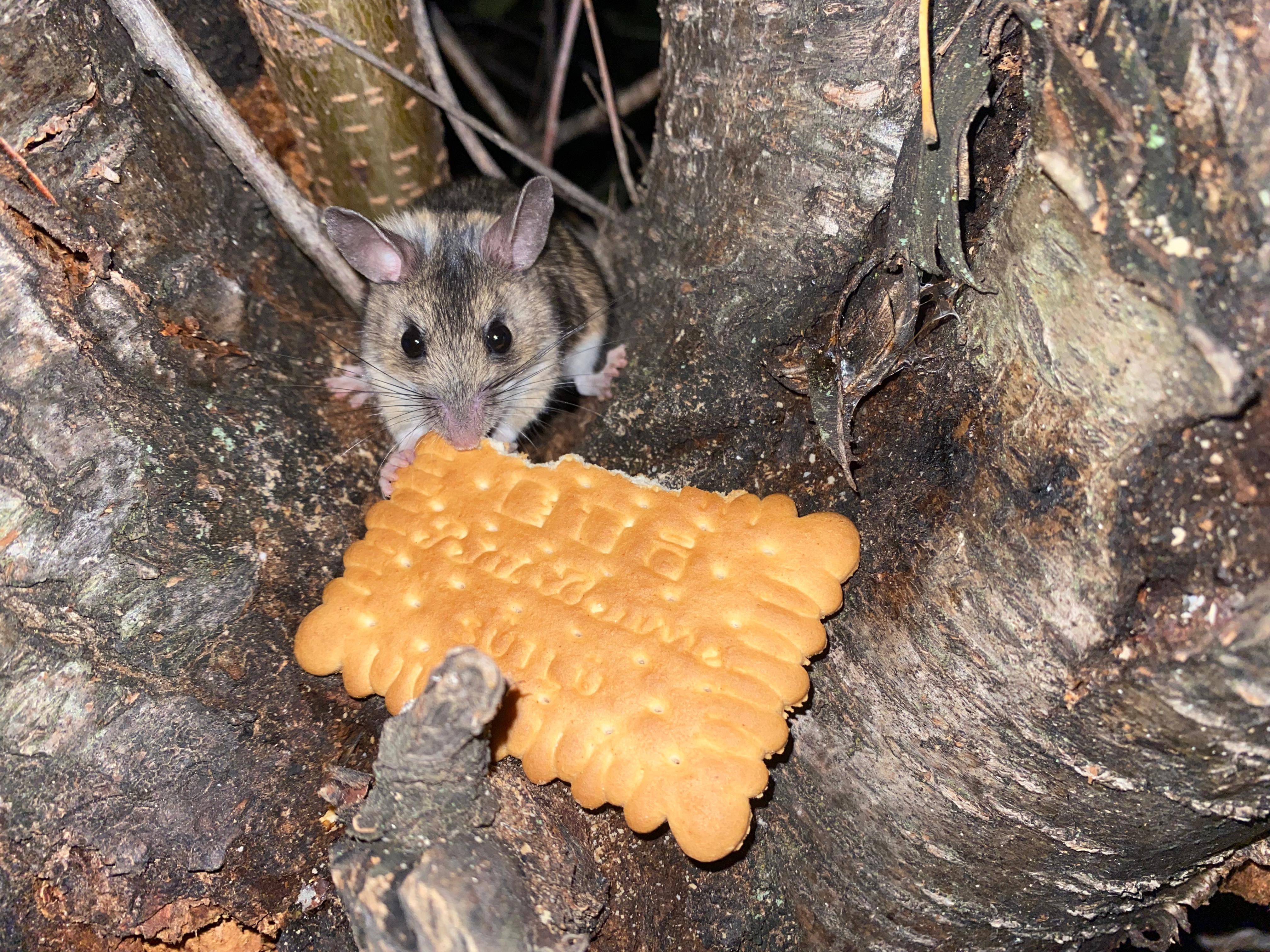 Nesli tükenmekte olan fareyi bisküviyle besledi