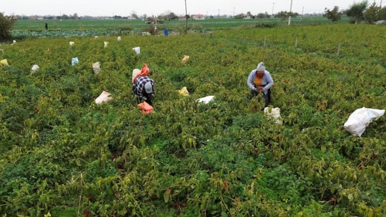 Tarlaya giren çiftçiler kör oldu
