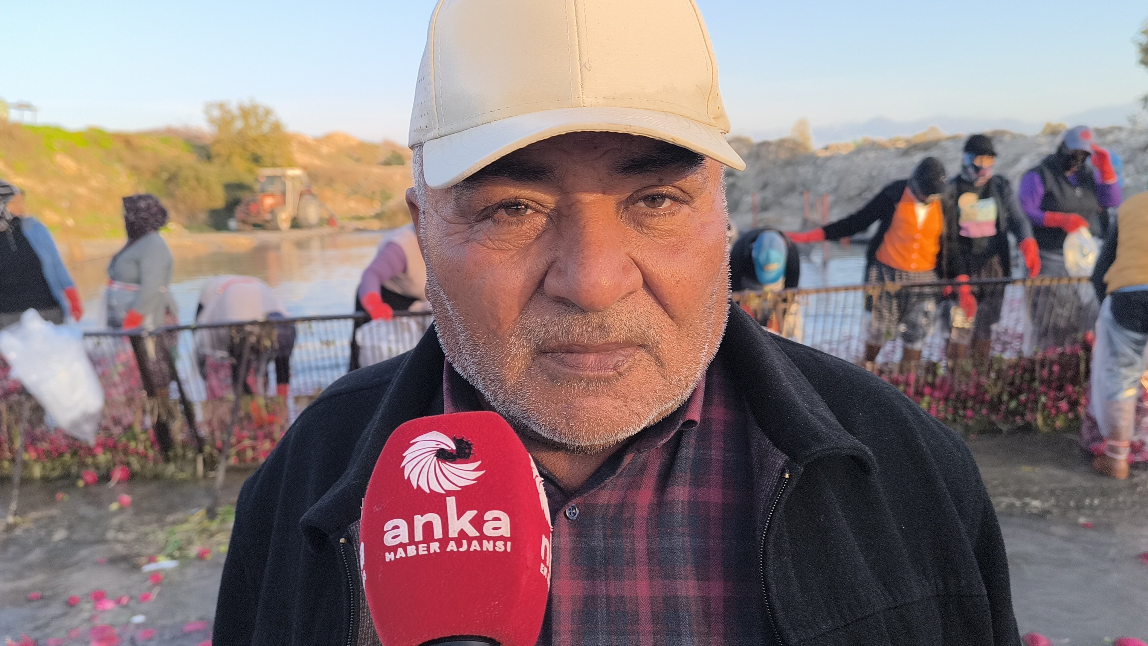 Turp tarlası ve hasat