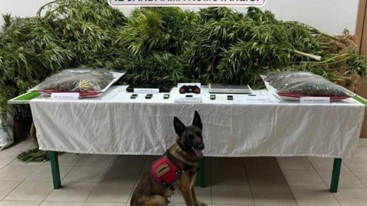 Çiftliğinde uyuşturucu bulunan avukata beraat 2 çalışana hapis cezası