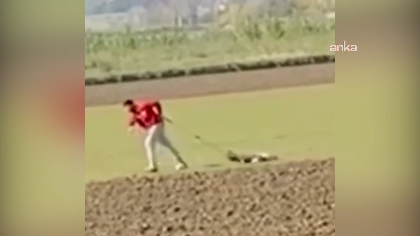 Belediye personeli sokak köpeğine eziyet ederken yakalandı