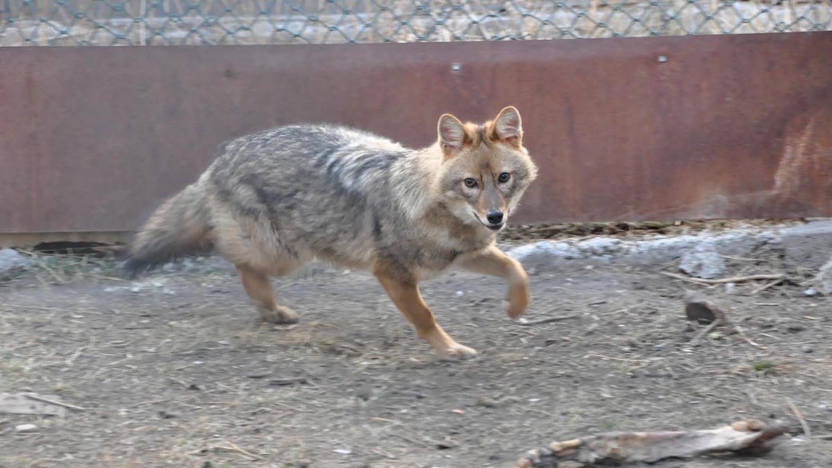 Kars'taki merkezde 4 bin 500 yaban hayvanı tedavi edildi