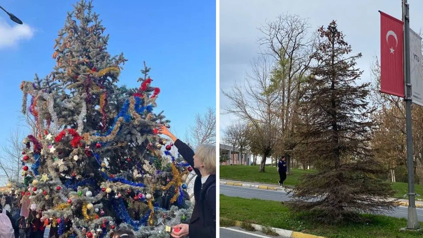 Yıldız Teknik Üniversitesi'nde öğrencilerin yılbaşı ağacını kezzap atıp kuruttular