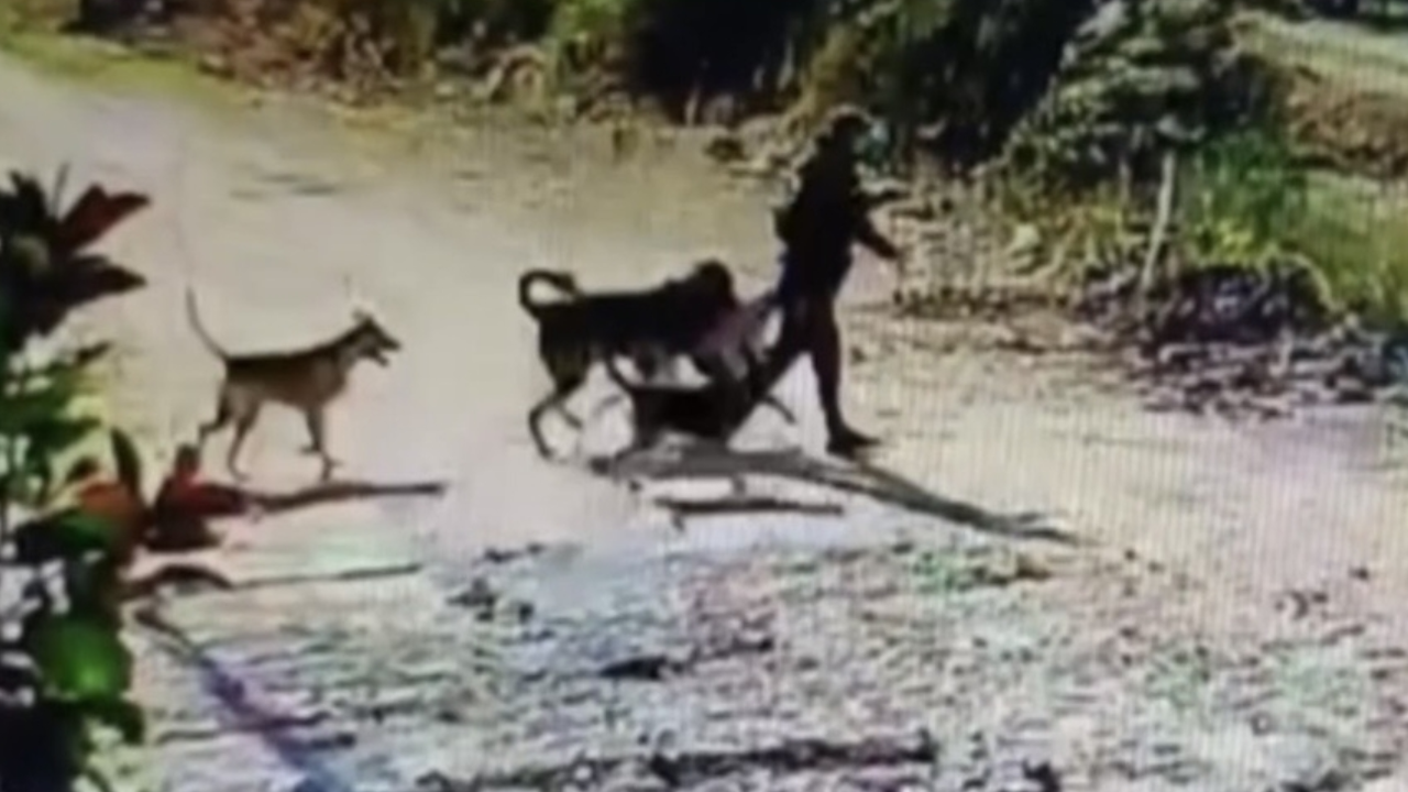 Evin bahçesindeki köpeği çaldı; o anlar kamerada