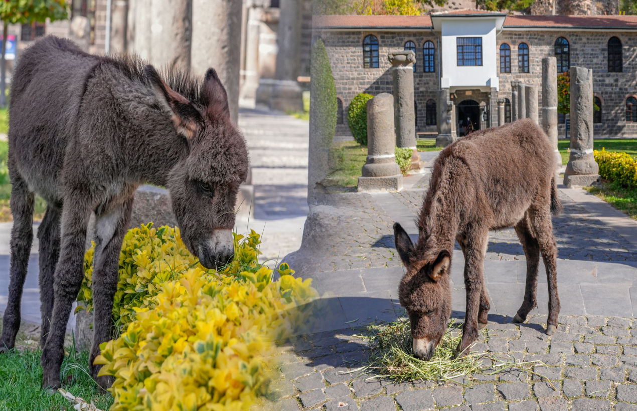 Müze bahçesinde koruma altına alınan sıpa "Midas" ziyaretçilerin sevgisini kazandı