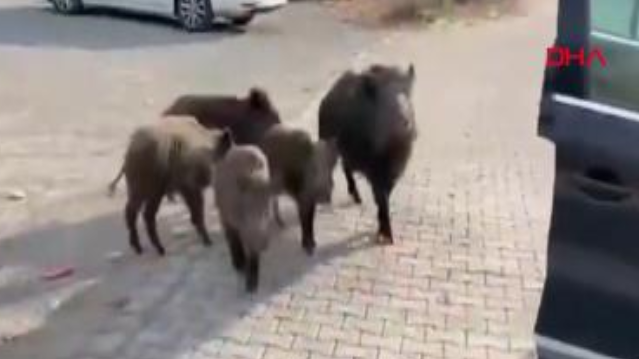 Beslemeye çalıştığı domuz, kolunu ısırdı; o anlar kamerada