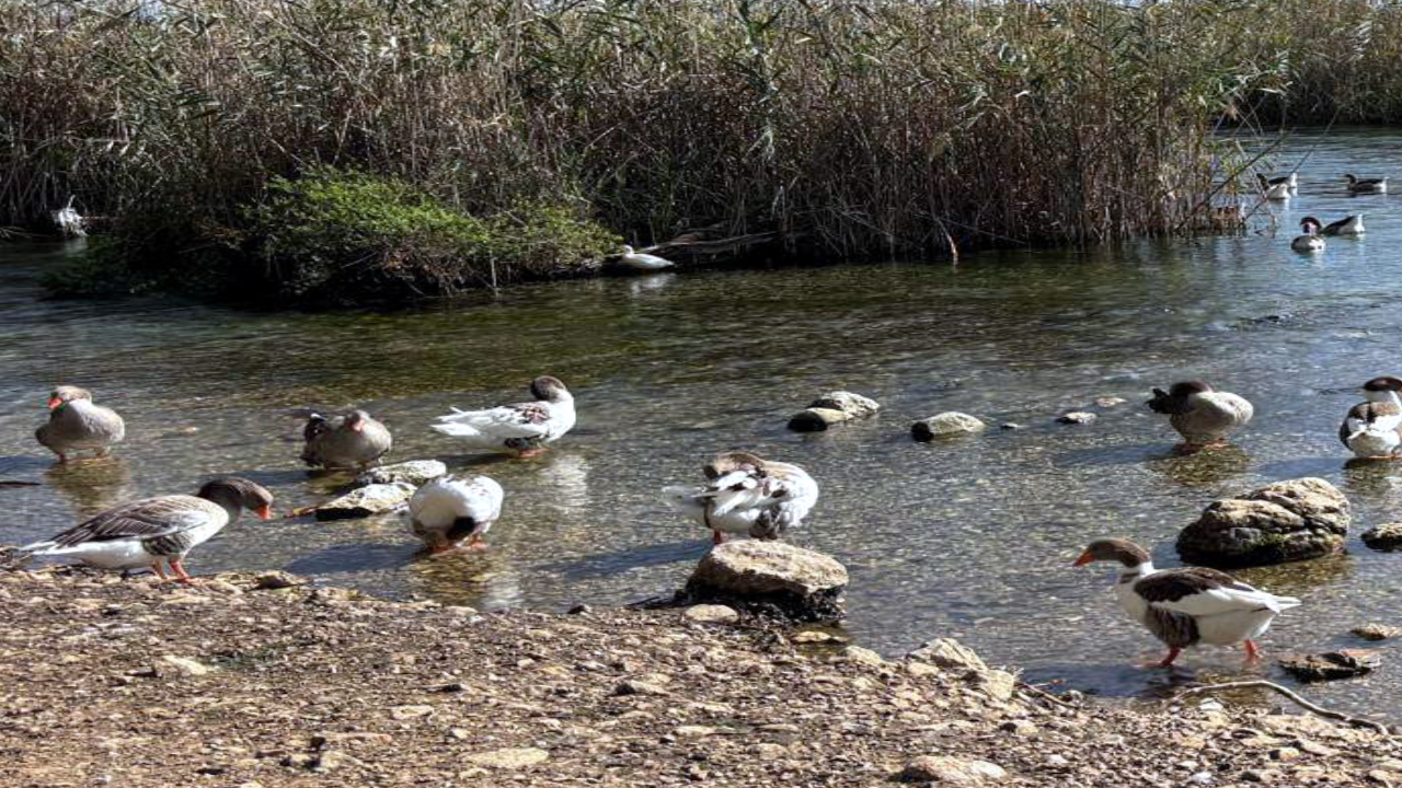 Akyaka’da alarm: Kuş gribi vakası görüldü