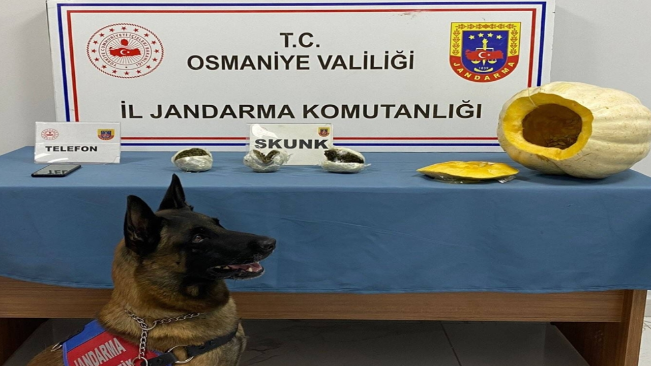 Bal kabağından uyuşturucu çıktı