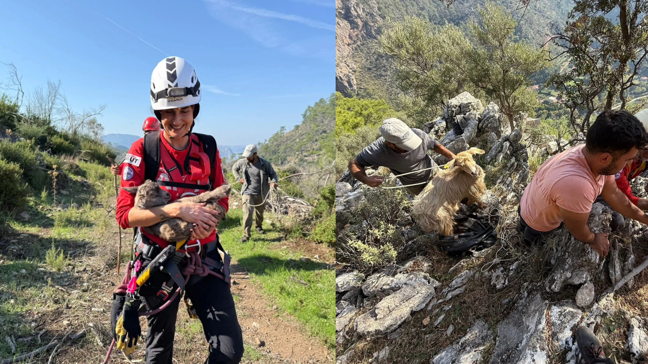 Uçurumda mahsur kalan keçileri AKUT kurtardı
