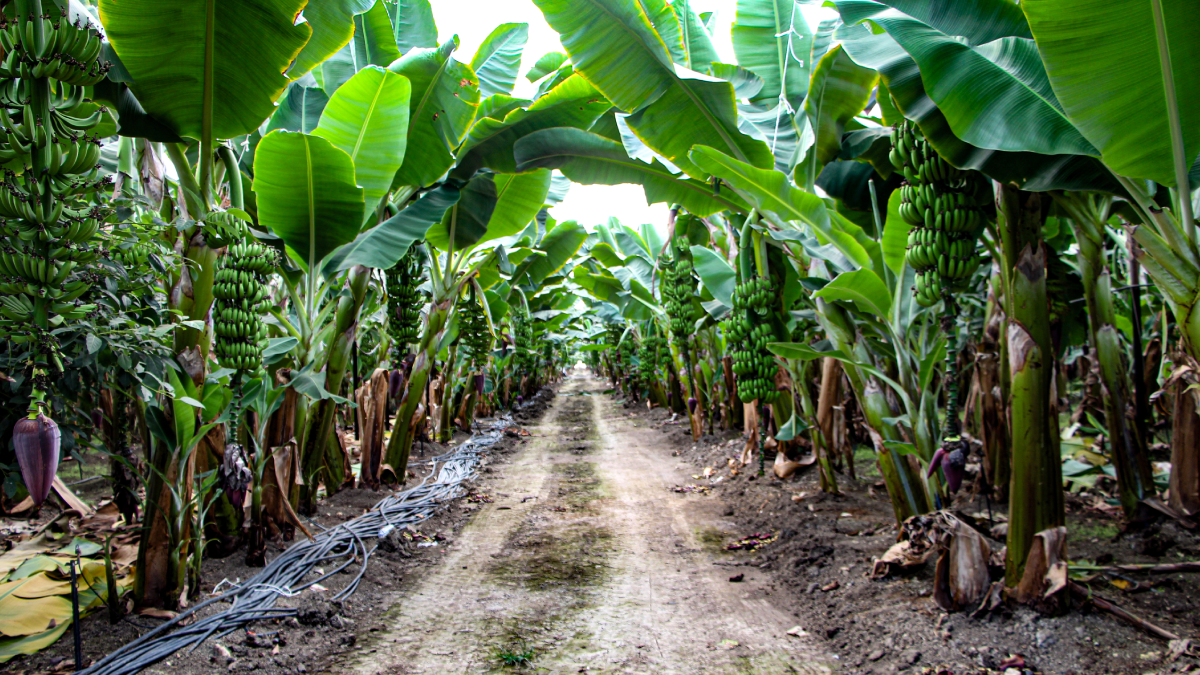 Getirisi rekor kırınca tüm şehir üretime başladı: Siparişlere yetişemiyorlar
