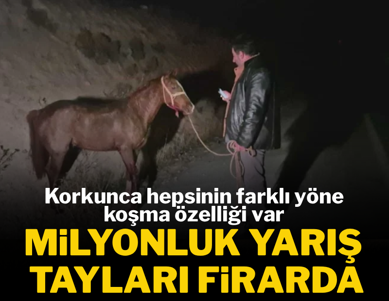 Milyonluk yarış tayları firarda