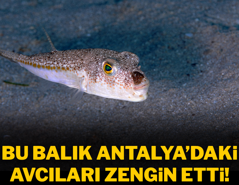 Bu balık Antalya'daki avcıları zengin etti!