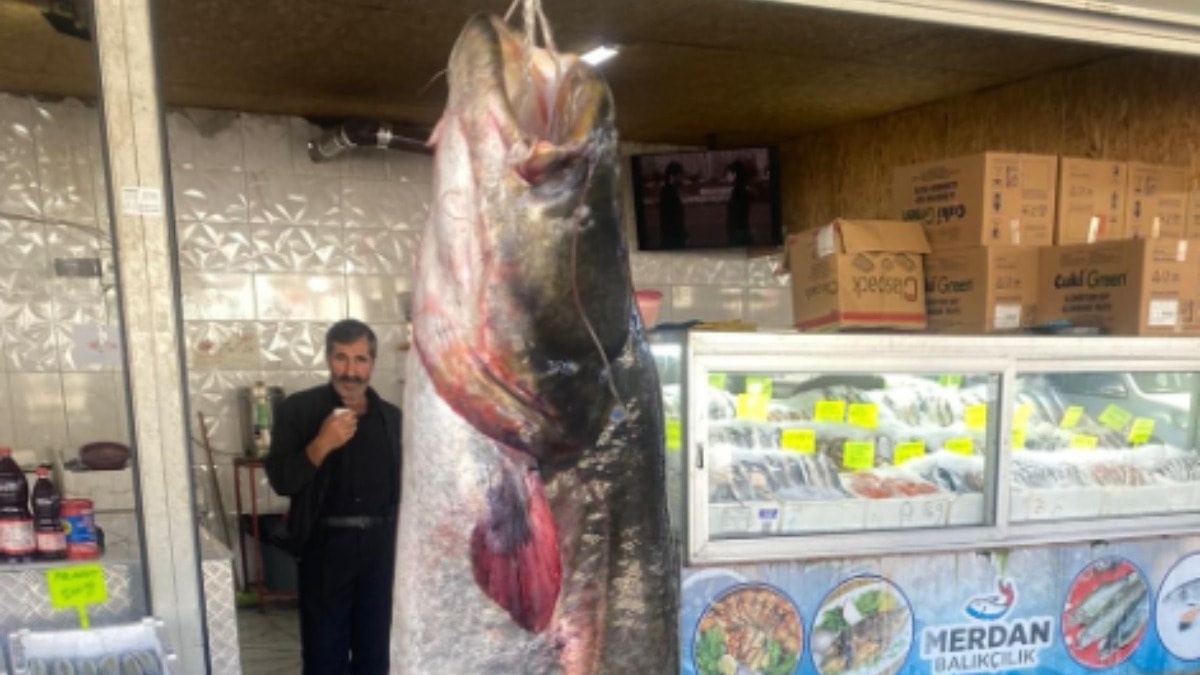 Kahramanmaraş'ta 100 kilogramlık yayın balığı yakalandı