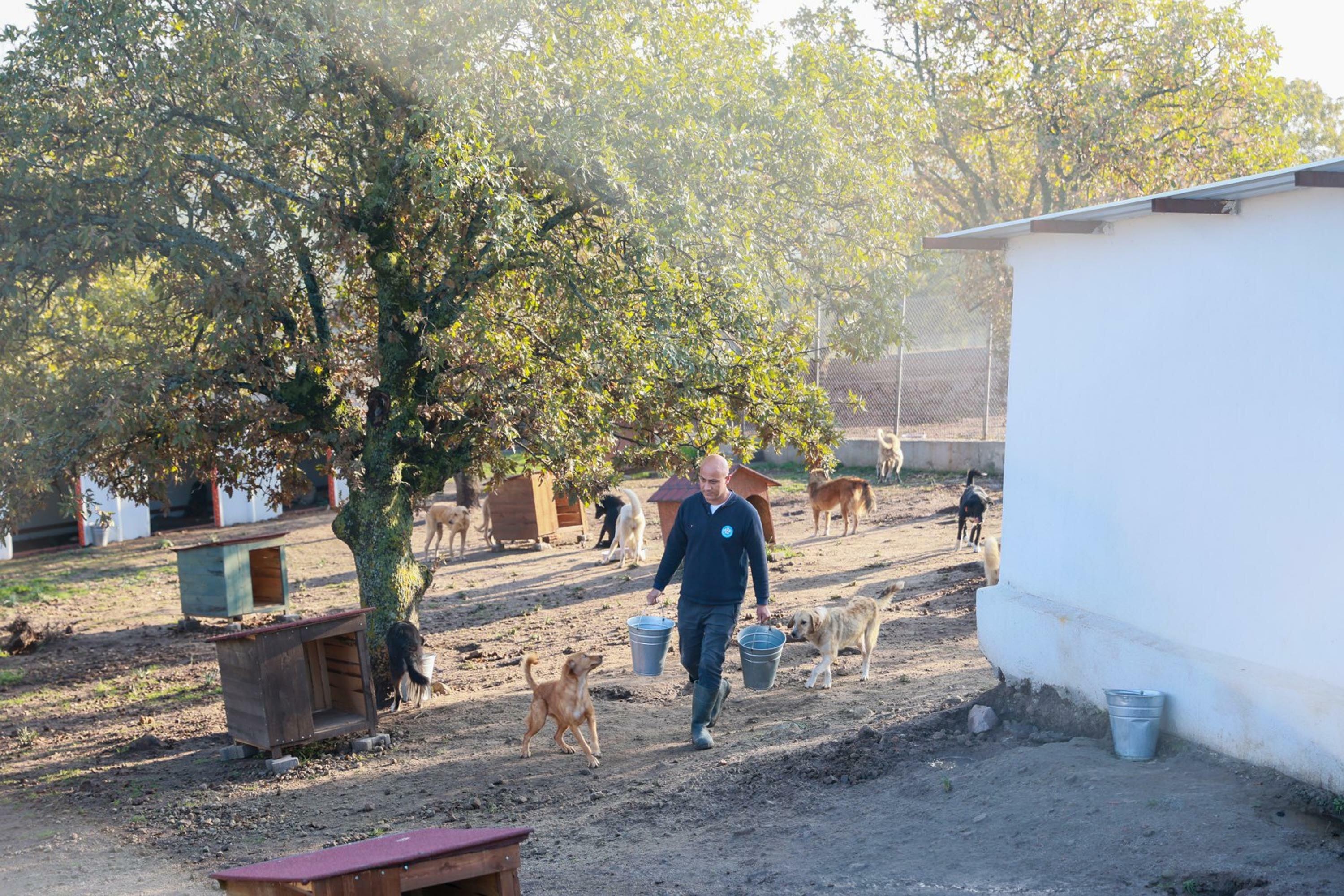 Sahiplendiği 2 köpeği sokağa terk etti, binlerce liralık cezayı yedi