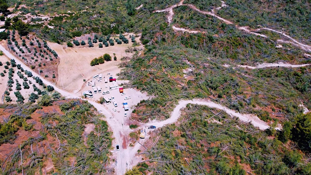 Ormanlarda yasayla kıyım