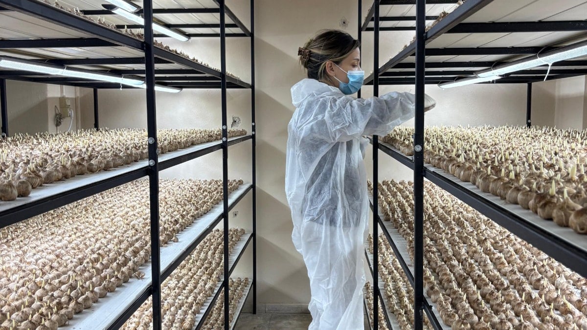 Sadece 1 gramı 700 lira ediyor...