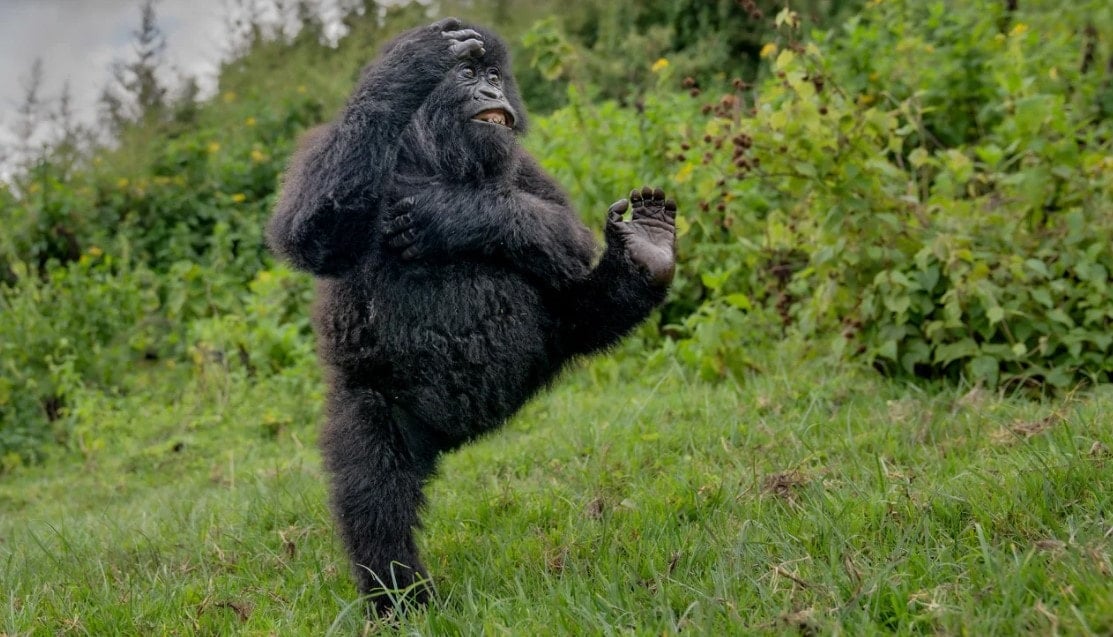Dans yetenekleri olan goril komedi ödülü kazandı