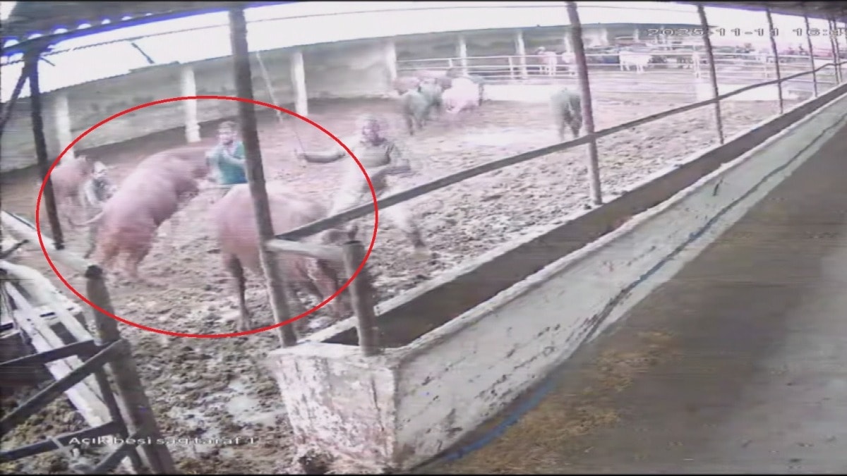 Besiciye boğa saldırdı! O anlar saniye saniye kaydedildi