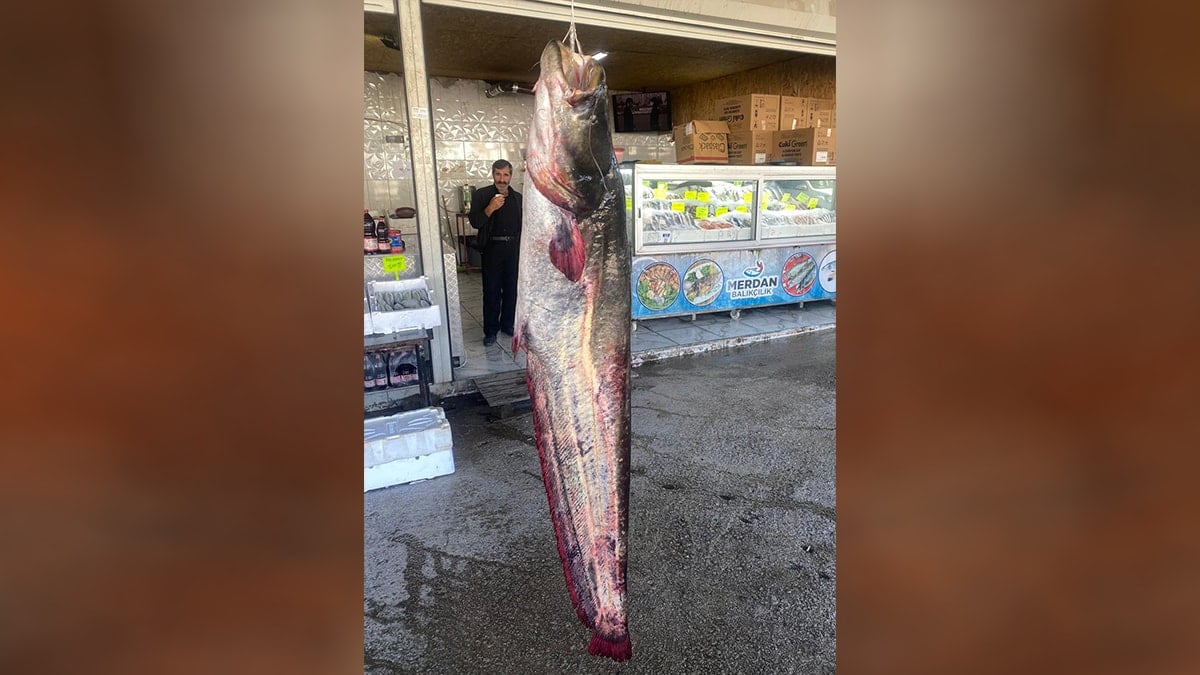 Kahramanmaraş'ta 100 kilogramlık yayın balığı yakalandı