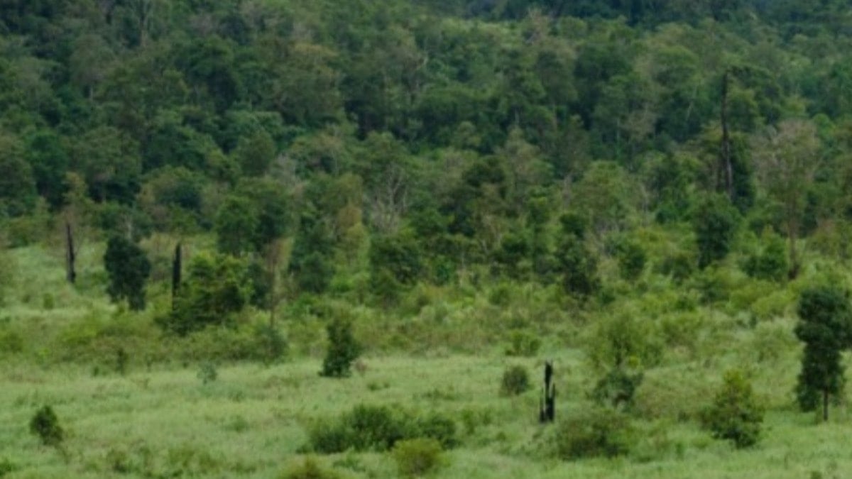 100 yıl önce nesli tükenen hayvan geri döndü: Doğaya salınacak