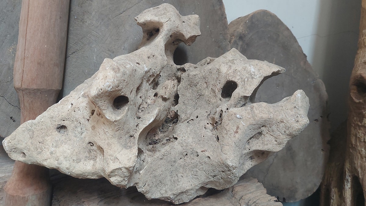 İnsanlık 50 bin yıl önce bir anda değişti