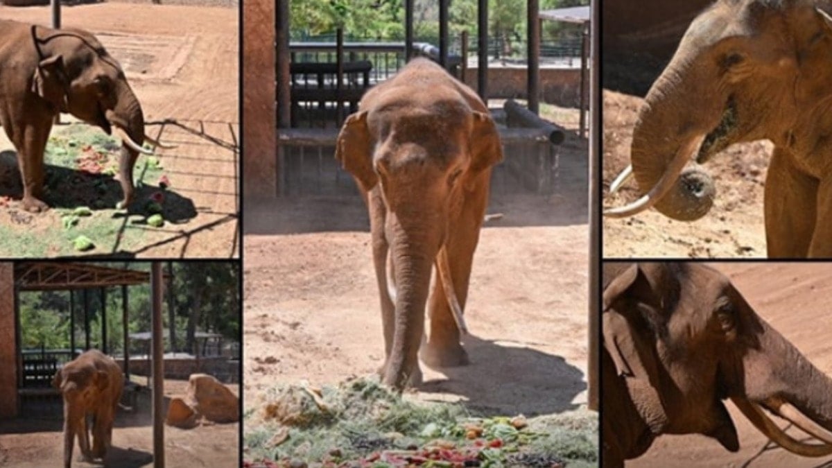 Gaziantep'te yaşayan dünyanın ilk tüp bebek fili başını duvara vura vura intihar etti