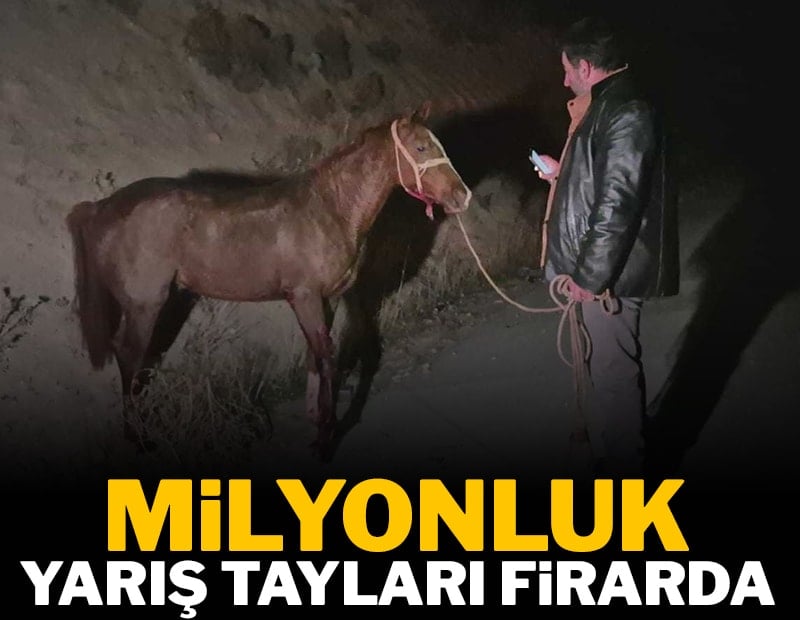 Milyonluk yarış tayları firarda