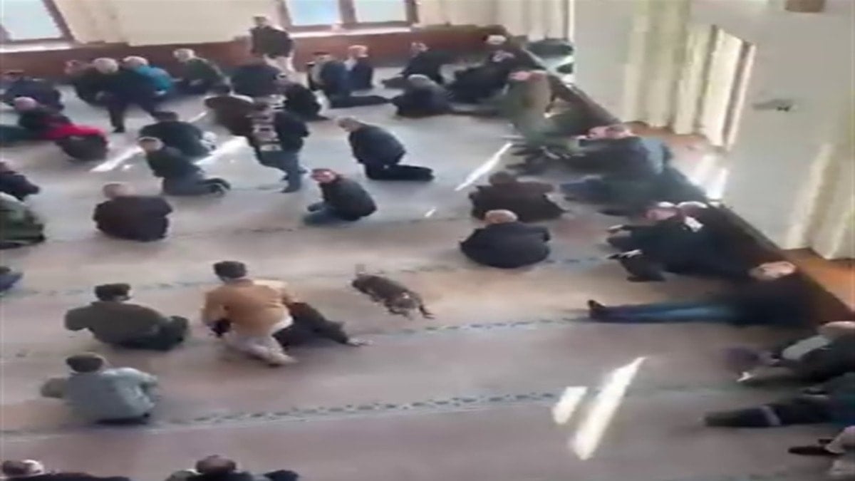 Camide pitbull paniği