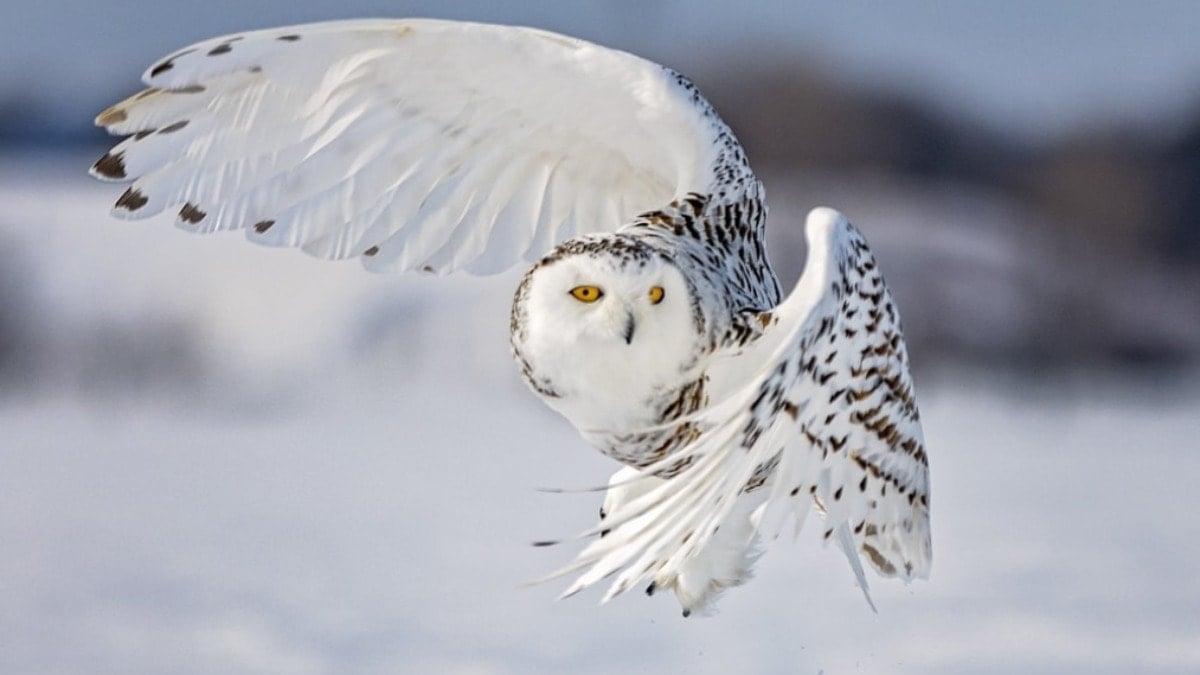 10 yıllık sessizliğin ardından nesli tükenmiş ilan edildi