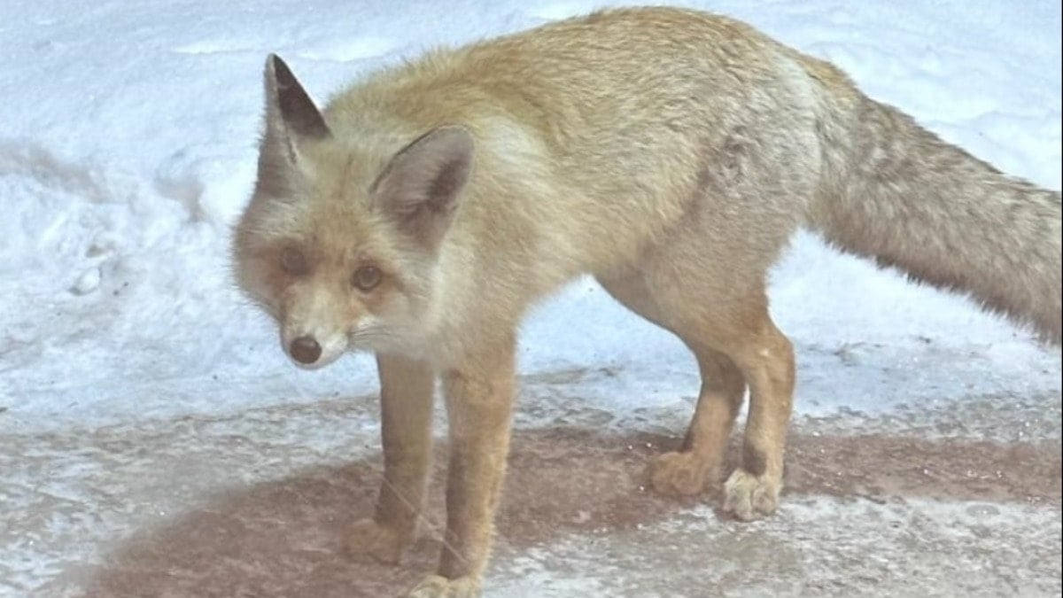Ardahan'da yurt bahçesinde yiyecek arayan tilki görüntülendi