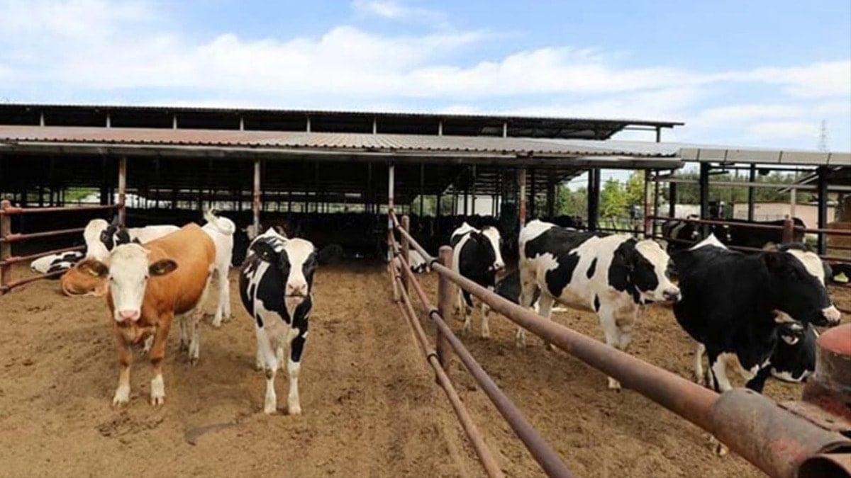 Çiftçi buzağısını satışa çıkardı