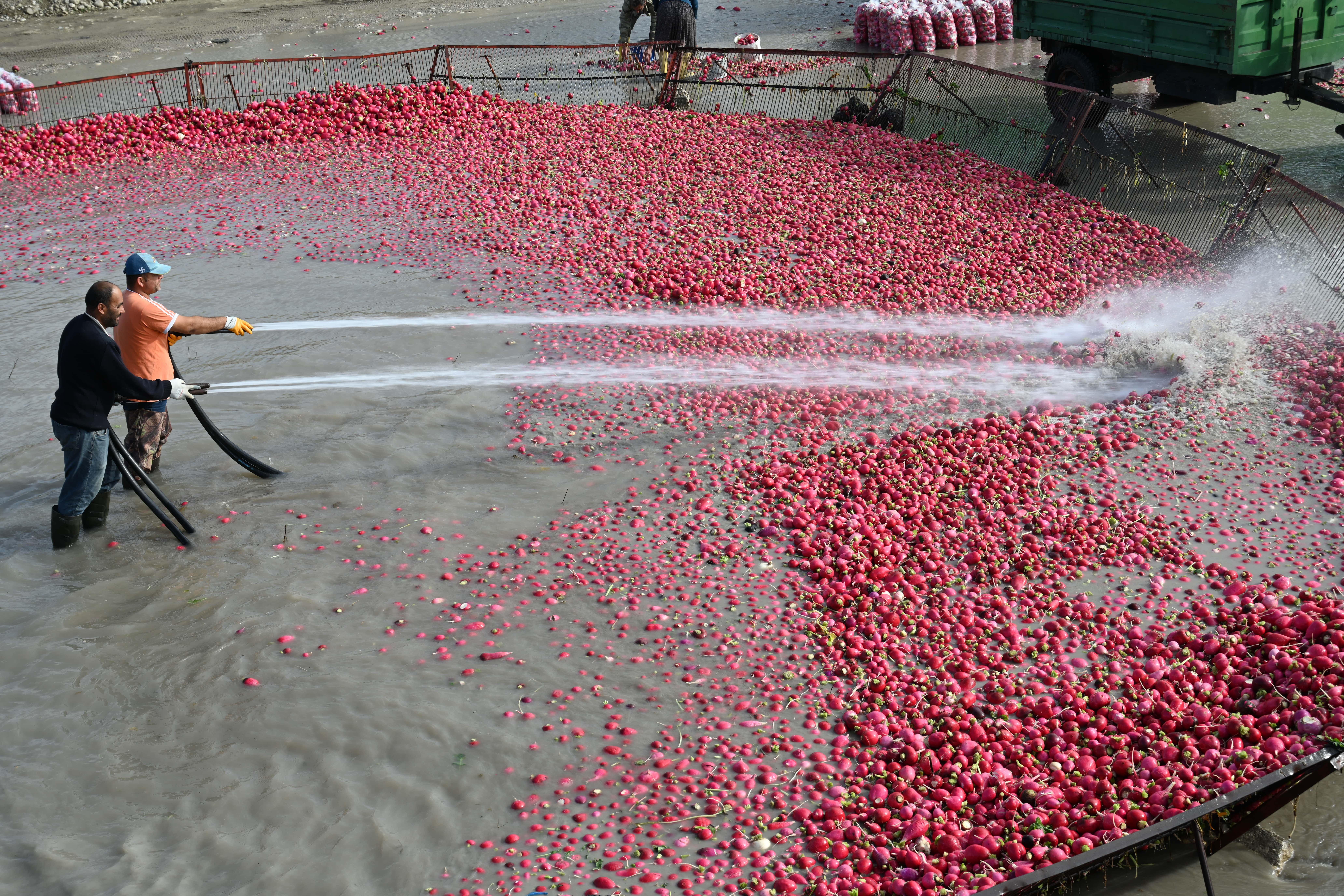 Soğuk suda hasat mesaisi: Tonlarca ürün hortumlarla yıkanıyor
